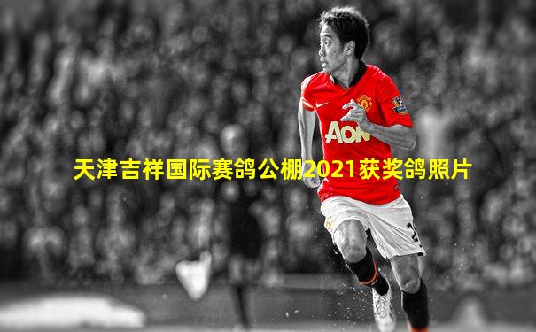 天津吉祥国际赛鸽公棚2021获奖鸽照片